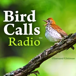 BirdCallsRadio™ | Exploring birdlife around the world™