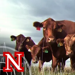 UNL BeefWatch