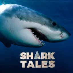 Shark Tales Podcast artwork