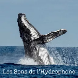 Les Sons de l'Hydrophone Podcast artwork