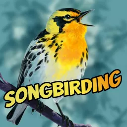 Songbirding: A Birding-by-ear Podcast artwork