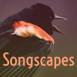 Songscapes Podcast artwork