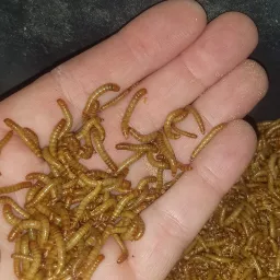 Mealworms and More