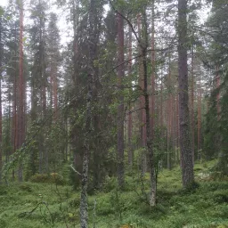 Skogsaken med Mykleby & Myrbakken