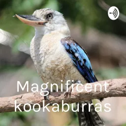 Magnificent kookaburras