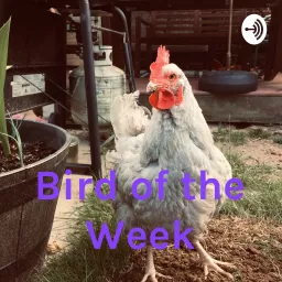 Bird of the Week Podcast artwork