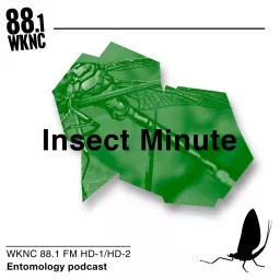 Insect Minute Podcast artwork