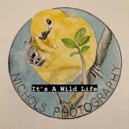 It’s a Wild Life Podcast artwork