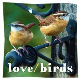 love/birds Podcast artwork