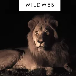 Safaris Africa - WildWeb Podcast artwork