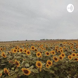 Sunflower Seeds Podcast artwork