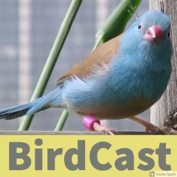BirdCast Podcast artwork