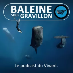 Baleine sous Gravillon (BSG) Podcast artwork