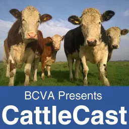 CattleCast Podcast artwork
