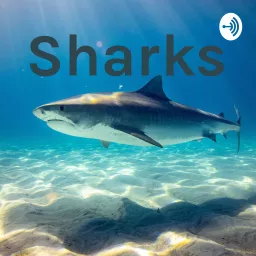 Sharks Podcast artwork