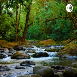 Tropical forest sounds Podcast artwork