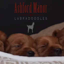 Ashford Manor Labradoodles Podcast artwork