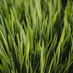 June 15 Fresh Cut Green Grass Podcast artwork