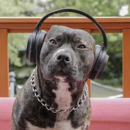 A kutya se hallgatja Podcast artwork