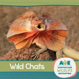 Australian Wildlife Education: Wild Chats Podcast artwork