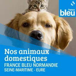 Nos animaux domestiques France Bleu Normandie (Rouen) Podcast artwork