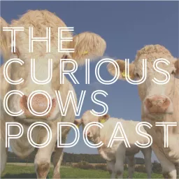 Curious Cows Podcast artwork