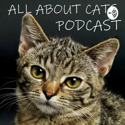All About Cats Podcast artwork