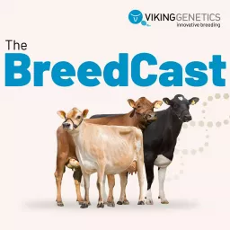 The BreedCast - innovative dairy breeding in your ears Podcast artwork