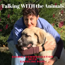 Talking WITH the Animals. Animal Communication with Caroline Pope Podcast artwork