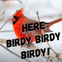 Here birdy birdy birdy! Podcast artwork
