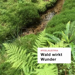 Wald wirkt Wunder Podcast artwork
