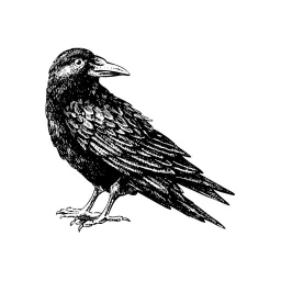 Rare Bird Radio Podcast artwork