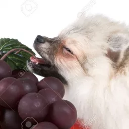 Dog and Fruit Podcast artwork