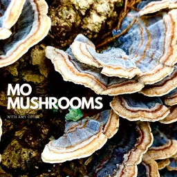 MO Mushrooms Podcast artwork