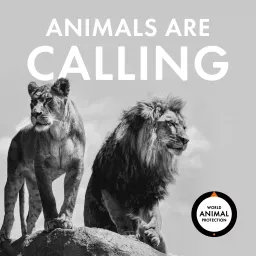 Animals Are Calling Podcast artwork