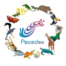 Pecedex: Hablemos de Animales Podcast artwork