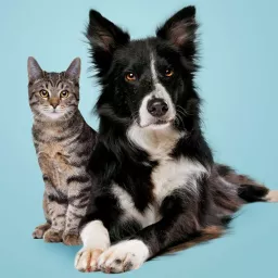 The Big Fat Dog and Cat Podcast