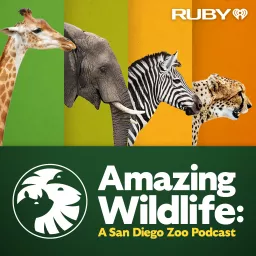Amazing Wildlife: A San Diego Zoo Podcast artwork