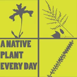 A Native Plant Every Day Podcast artwork