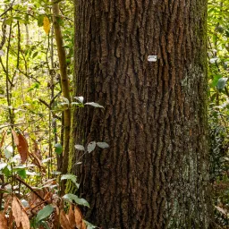 Chroniques de la forêt expérimentale