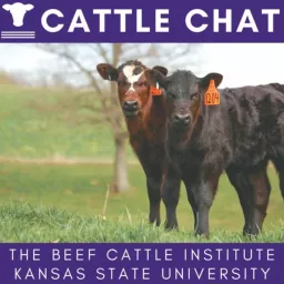 Cattle Chat Podcast artwork