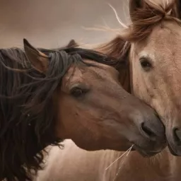 The Language of Horses Podcast artwork