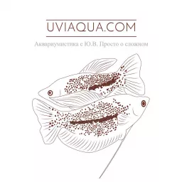 UViAQUA.com Podcast artwork