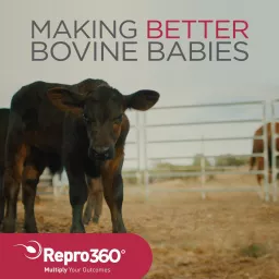 Making BETTER Bovine Babies