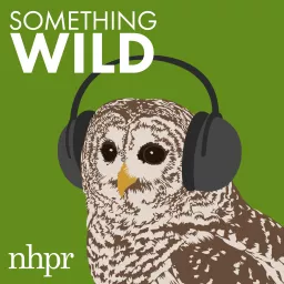 Something Wild Podcast artwork