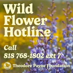 Theodore Payne Foundation Wild Flower Hotline Podcast artwork