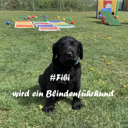 Fibi wird ein Blindenführhund Podcast artwork