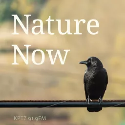 Nature Now Podcast artwork