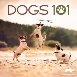 Dogs 101 Podcast artwork
