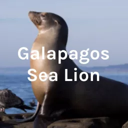 Galapagos Sea Lion Podcast artwork